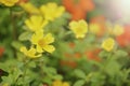 Yellow Ranunculus Acris Or Meadow Buttercup Flower in the garden, Yellow flowers with morning light, Natural life background Royalty Free Stock Photo