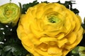 Yellow Ranunculus Asiaticus