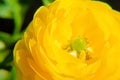 Yellow Ranunculus Asiaticus, Closeup. Macro Flowers, selective focus. Persian buttercup Royalty Free Stock Photo