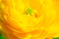 Yellow Ranunculus Asiaticus, Closeup. Macro Flowers, selective focus. Persian buttercup Royalty Free Stock Photo