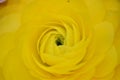 Yellow Ranunculus asiaticus - detail