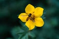 Yellow ranunculus bulbosus and hoverfly on a natural green background. Royalty Free Stock Photo