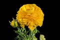 Yellow ranunculus flower on a black background