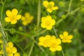 Yellow ranunculus flower Royalty Free Stock Photo