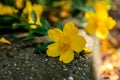 Yellow Ranunculus flower, buttercup, spearwort, water crowfoot laying on a pavement border,