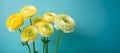 Yellow ranunculus flowers on the blue background