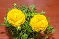 Yellow Ranunculus flowers, Ranunculaceae family