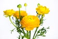 Yellow ranunculus flowers on white