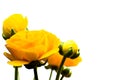 Yellow Ranunculus Flowers with White Background