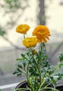 Yellow Ranunculus flowers at window, Ranunculaceae family