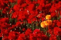 Yellow Ranunculus standing out in red flower field