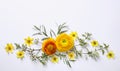 Yellow ranunculus on white background