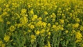 Yellow rape blossoms are already open in early spring