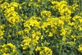 Yellow rape blossoms on the field. Crop Brassica napus. Texture