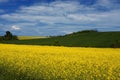 Yellow field Royalty Free Stock Photo