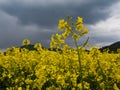 Yellow rape field biodiesel agriculture planting rural rapeseed scenery harvest rapeoil Royalty Free Stock Photo