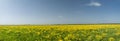 Yellow field and blue sky panorama Royalty Free Stock Photo