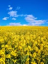 Yellow rape field with blue sky and white clouds Royalty Free Stock Photo