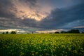Yellow rape field and cloudy evening clouds Royalty Free Stock Photo