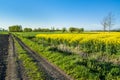 Yellow rape field and dirt road. Beautiful rural landscape in Poland Royalty Free Stock Photo