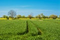 Yellow rape field and dirt road. Beautiful rural landscape in Poland Royalty Free Stock Photo