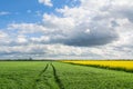 Yellow rape field and dirt road. Beautiful rural landscape in Poland Royalty Free Stock Photo