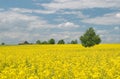 Yellow field and lonely tree Royalty Free Stock Photo