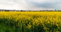 Yellow field on the outskirts of Howald