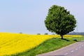 Yellow field and a roadside tree Royalty Free Stock Photo