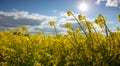 Yellow rape field sparkle under the sun. Royalty Free Stock Photo