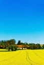Yellow field in spring Royalty Free Stock Photo