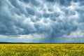 Yellow rape field on stormy sky background