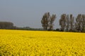 Yellow field with trees in background