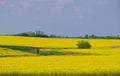 Yellow rape field with trees and bushes Royalty Free Stock Photo