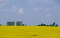 Yellow rape field with trees and bushes Royalty Free Stock Photo