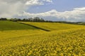 Yellow Fields near Goring on Thames Royalty Free Stock Photo