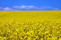 Yellow flower field Royalty Free Stock Photo