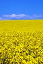 Yellow flower field Royalty Free Stock Photo