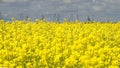 Yellow flowers against a blue sky