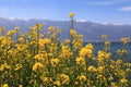 Lake snow moutain and flowers