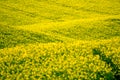 Yellow hills in South Moravia