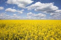Yellow rape or oilseed field with blue sky and white clouds background Royalty Free Stock Photo