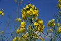 Yellow plant under blue sky