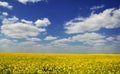 Yellow seed field Royalty Free Stock Photo