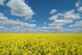 Yellow seed field Royalty Free Stock Photo