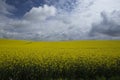 Yellow seed field Royalty Free Stock Photo