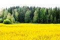 Yellow seed field in Finland Royalty Free Stock Photo