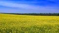 Yellow seed field in summer. Royalty Free Stock Photo