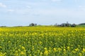 Rape field in beautiful landscape with agrarian fields. Flowering colza field in spring. Royalty Free Stock Photo