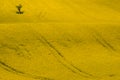 Yellow Rapeseed, Canola Or Colza Field With Apple Tree. Amazing Brassica Napus, Spring Time View Royalty Free Stock Photo